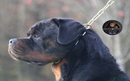 Rottweiler dogs for sale: Top KC Registered Rottweiler Puppies For Sale - Image 17