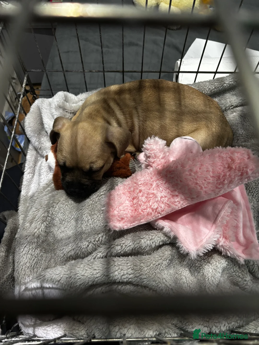 French Bulldog dogs for sale: Millie  - Advert 2