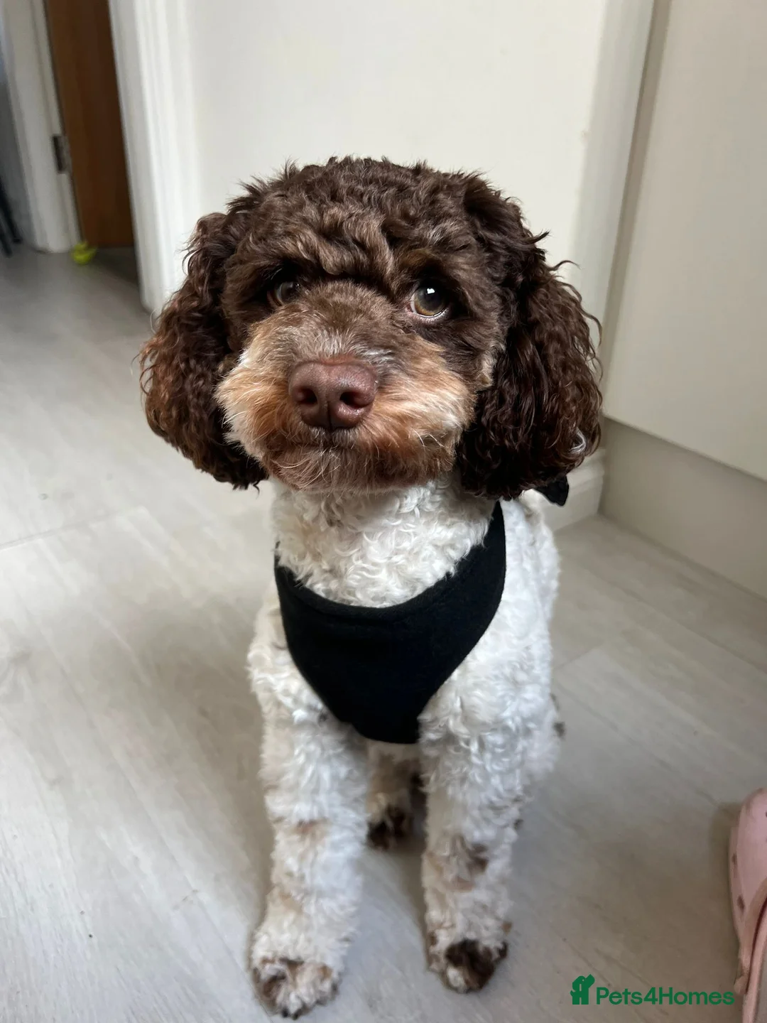 Mixed Breed dogs for sale: Loodlepoo Puppies  - Advert 3