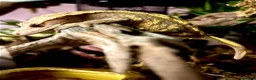 Gecko reptiles for sale: Crested Gecko female to be rehomed FREE - Advert 3