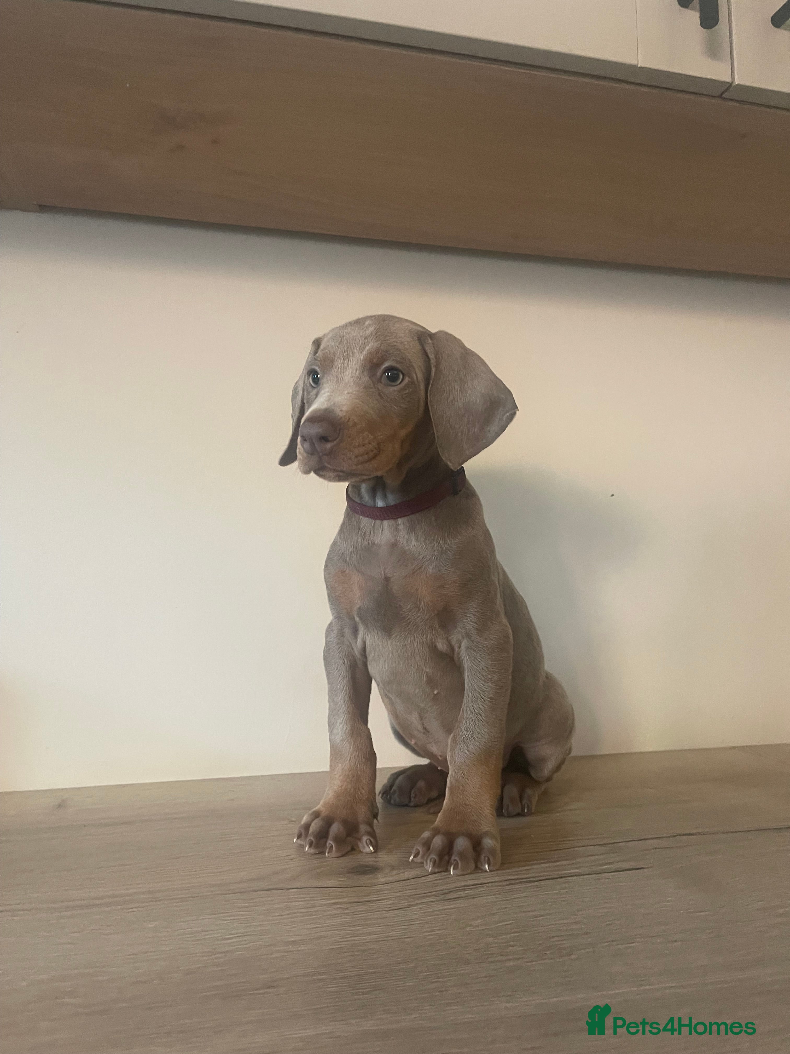 Dobermann dogs READY NOW STUNNING KC REGISTERED DOBERMAN PUPPIES - Advert 2