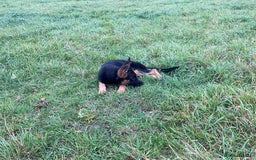 German Shepherd dogs for sale: 25 years experience breeding German Shepherds  - Image 21