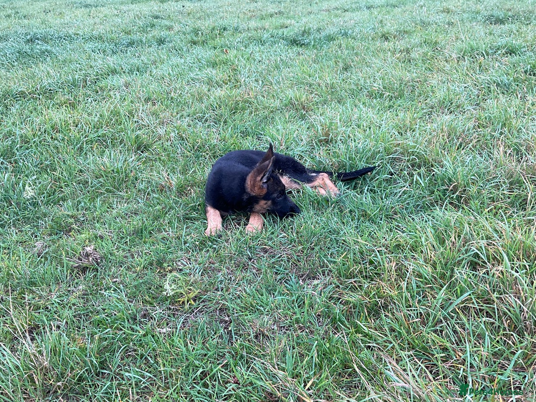 German Shepherd dogs for sale: 25 years experience breeding German Shepherds  - Image 21