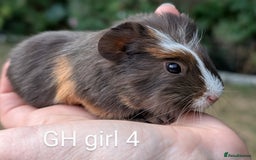 Guinea Pig rodents for sale: Gorgeous guinea pig pups  - Image 9