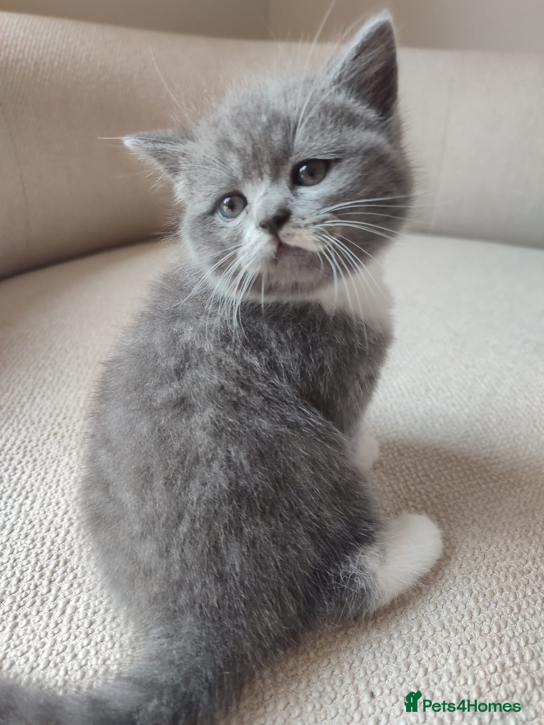 British Shorthair cats for sale: British Shorthair Kittens - Image 15