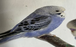 Budgerigars birds for sale: Baby budgies 8 weeks (7/11) - Image 3