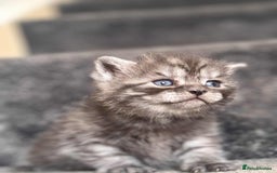 British Shorthair cats for sale: brithis shorthair kitten  - Image 2