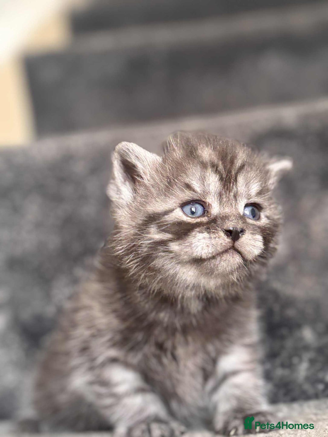 British Shorthair cats for sale: brithis shorthair kitten  - Image 2