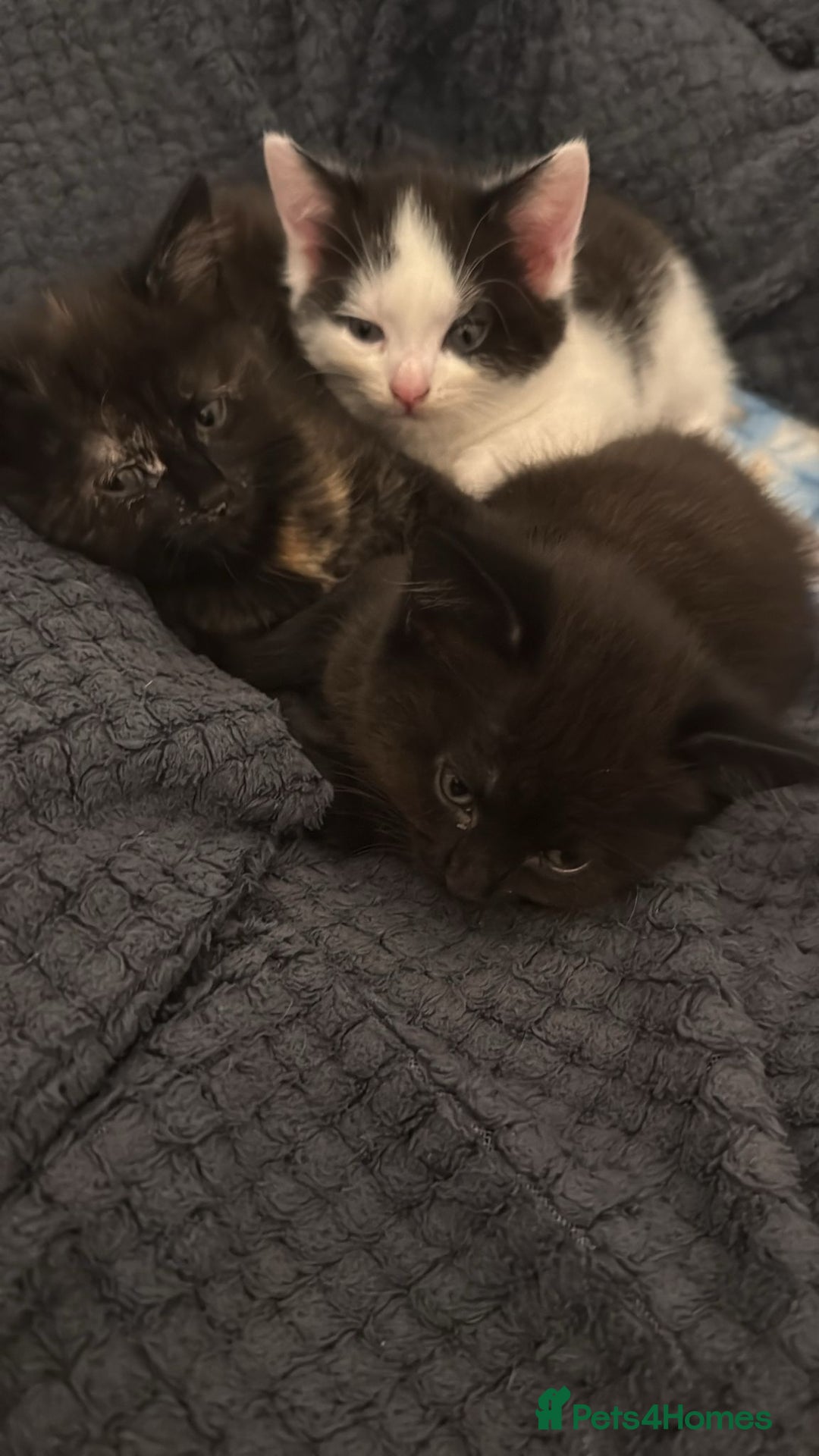 British Shorthair cats for sale: Kittens  - Advert 3