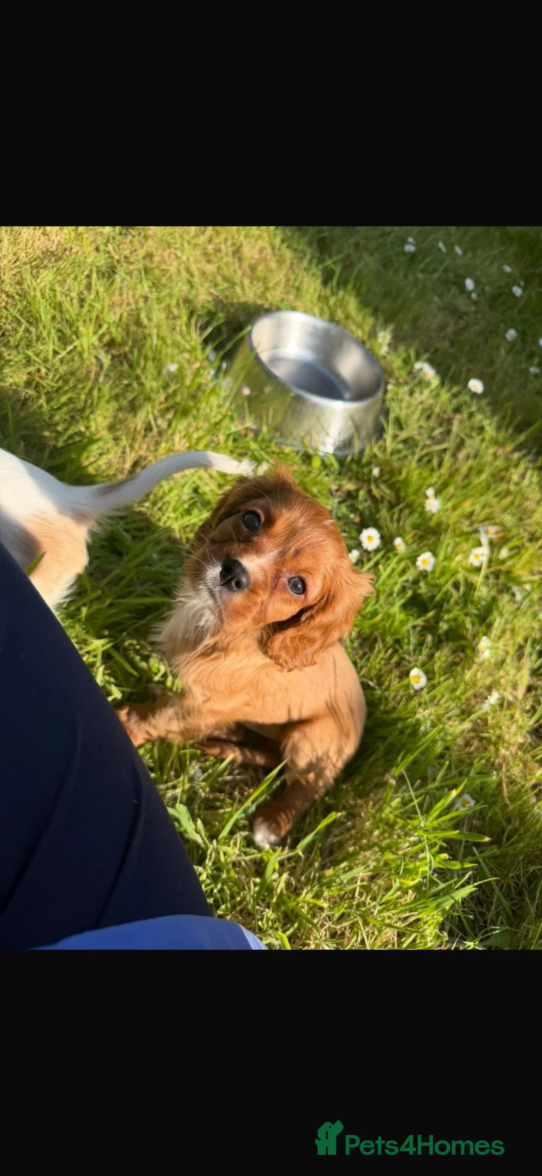 Cavalier King Charles Spaniel dogs for sale: 4 stunning King Charles cavalier puppy’s  - Advert 10