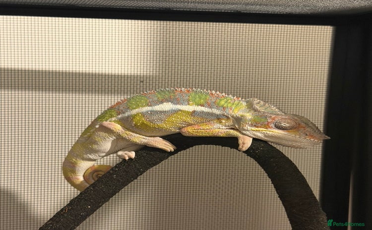 Chameleon reptiles - Advert 1