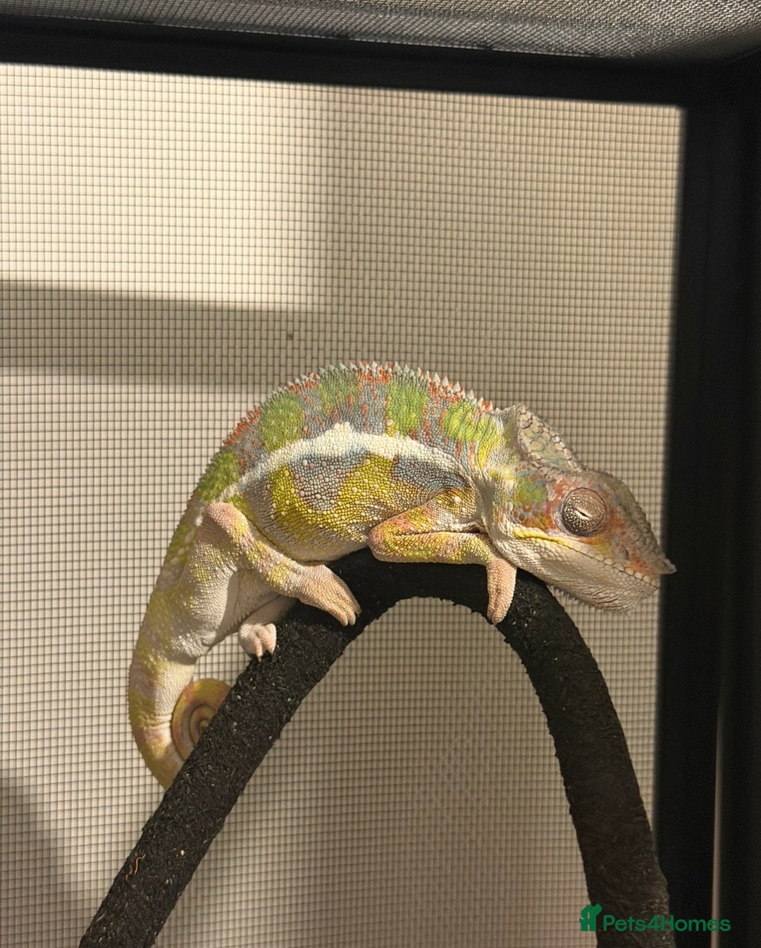 Chameleon reptiles for sale: Male panther chameleon and female  - Image 1