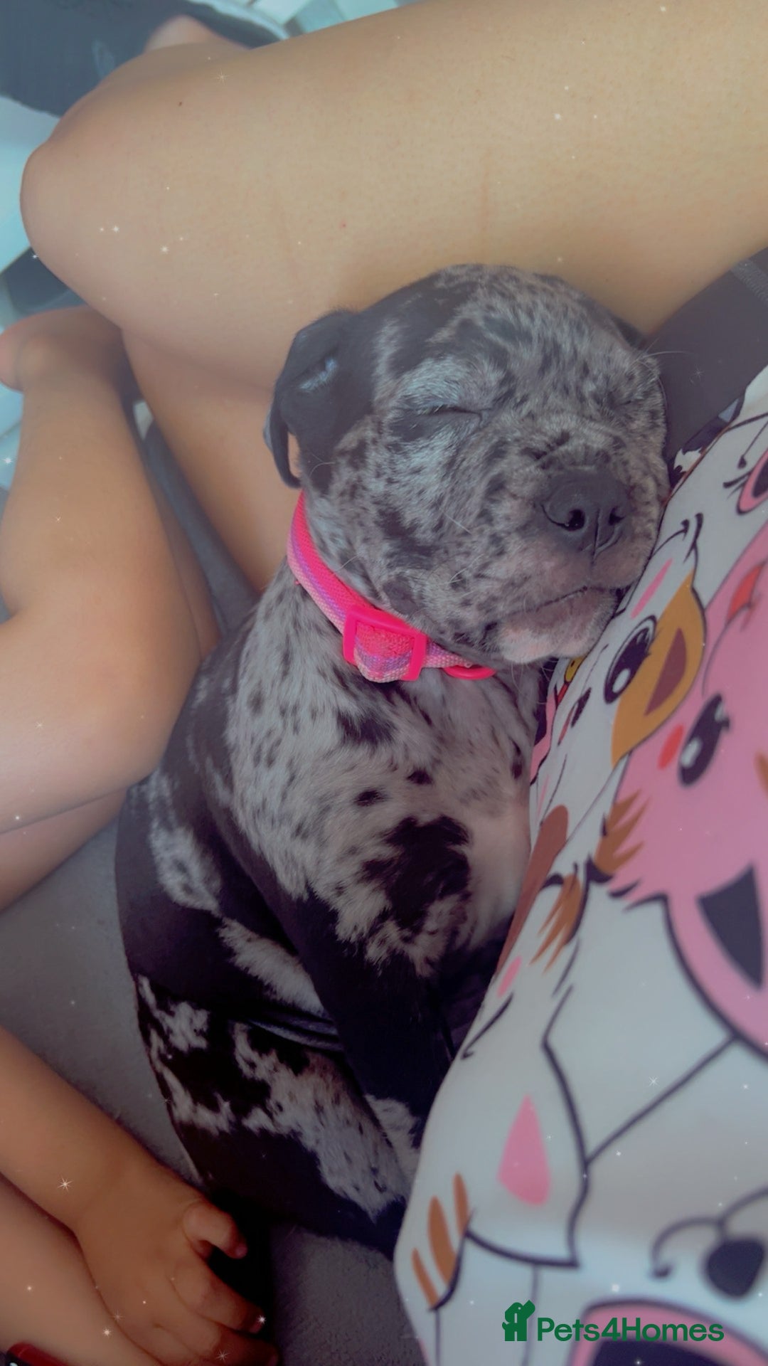 Cane Corso dogs for sale: Cane corso Merle  - Image 5