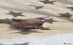 Sphynx cats for sale: Canadian sphynx - Image 5