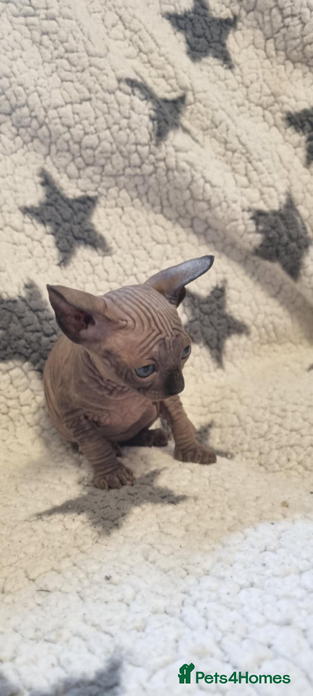 Sphynx cats for sale: Canadian sphynx - Image 5