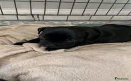 Staffordshire Bull Terrier dogs for sale: Beautiful little black boy  - Image 4