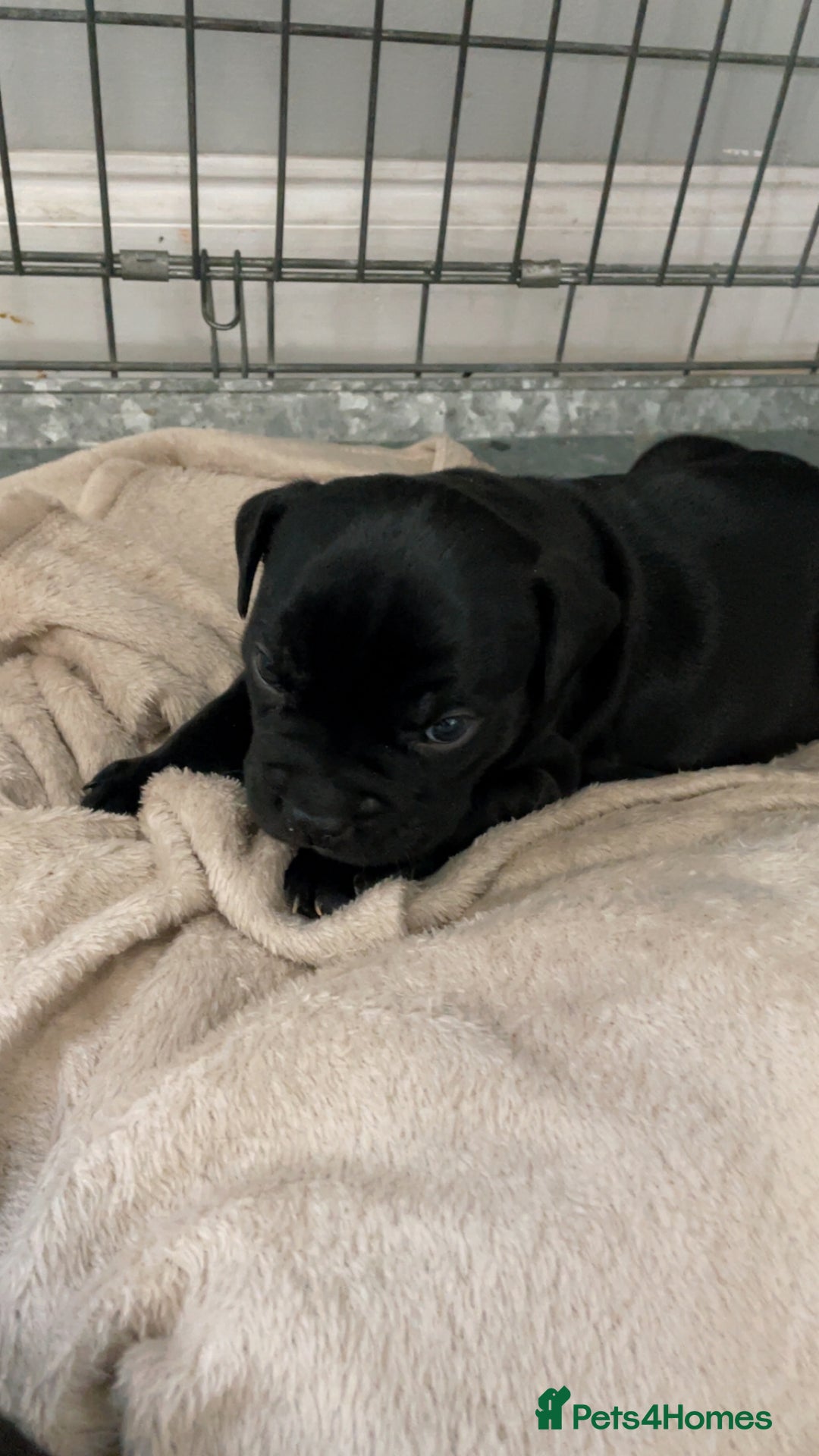 Staffordshire Bull Terrier dogs for sale: Beautiful little black boy  - Image 4