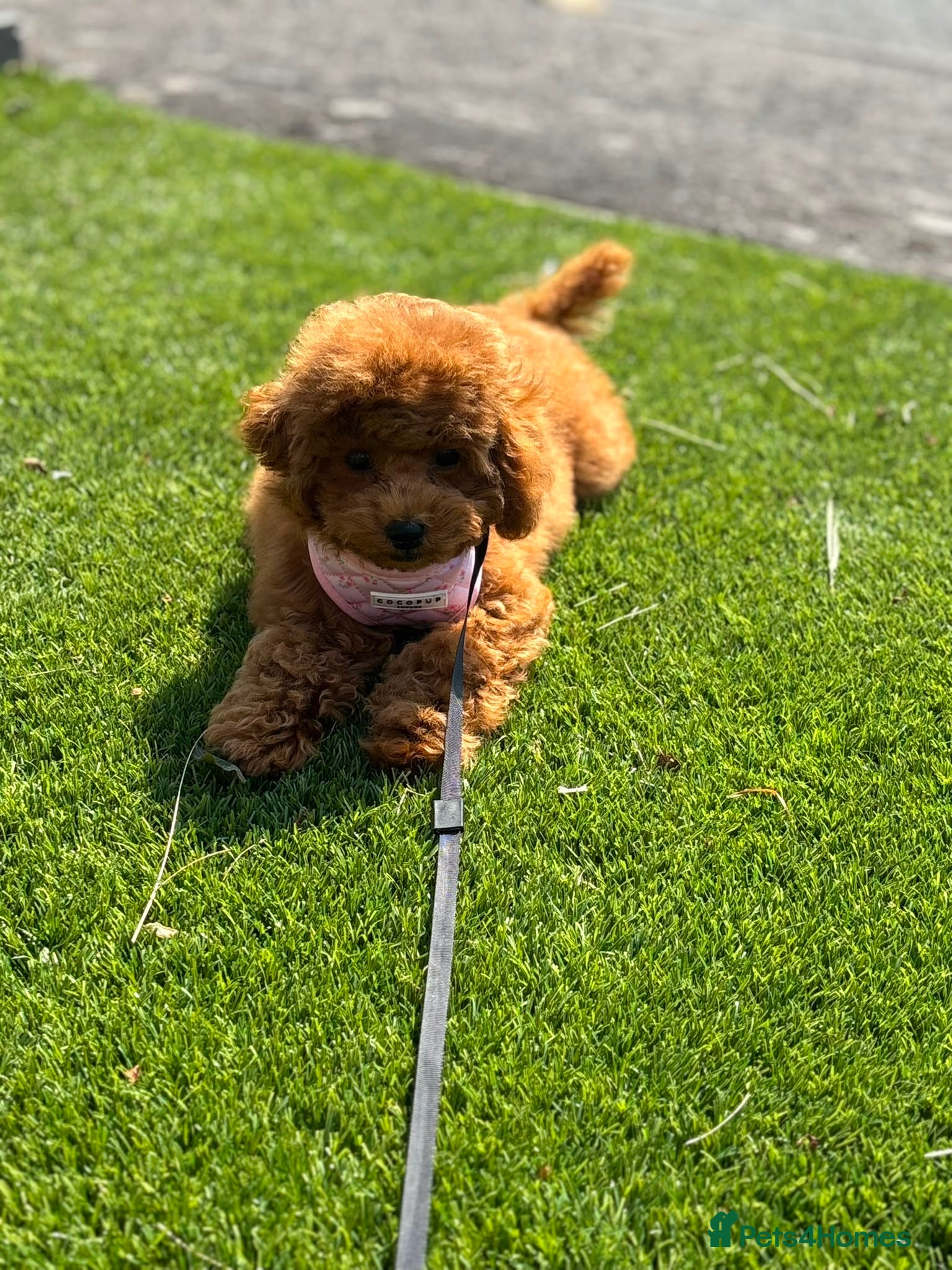 Toy Poodle dogs Asian Toy Poodle 🧸 Girl - Advert 1