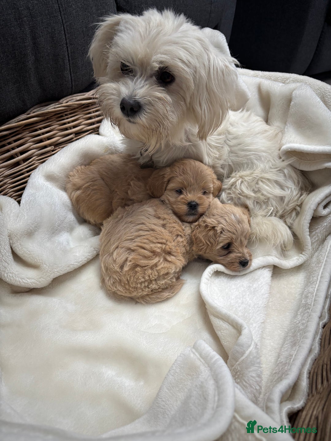 Maltipoo dogs for sale: F1 maltipoo puppies  - Image 14