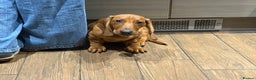 Dachshund dogs for sale: Standard dachshund puppies in Crawley - Advert 7
