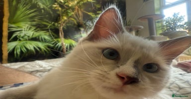 Ragdoll cats - Advert 1