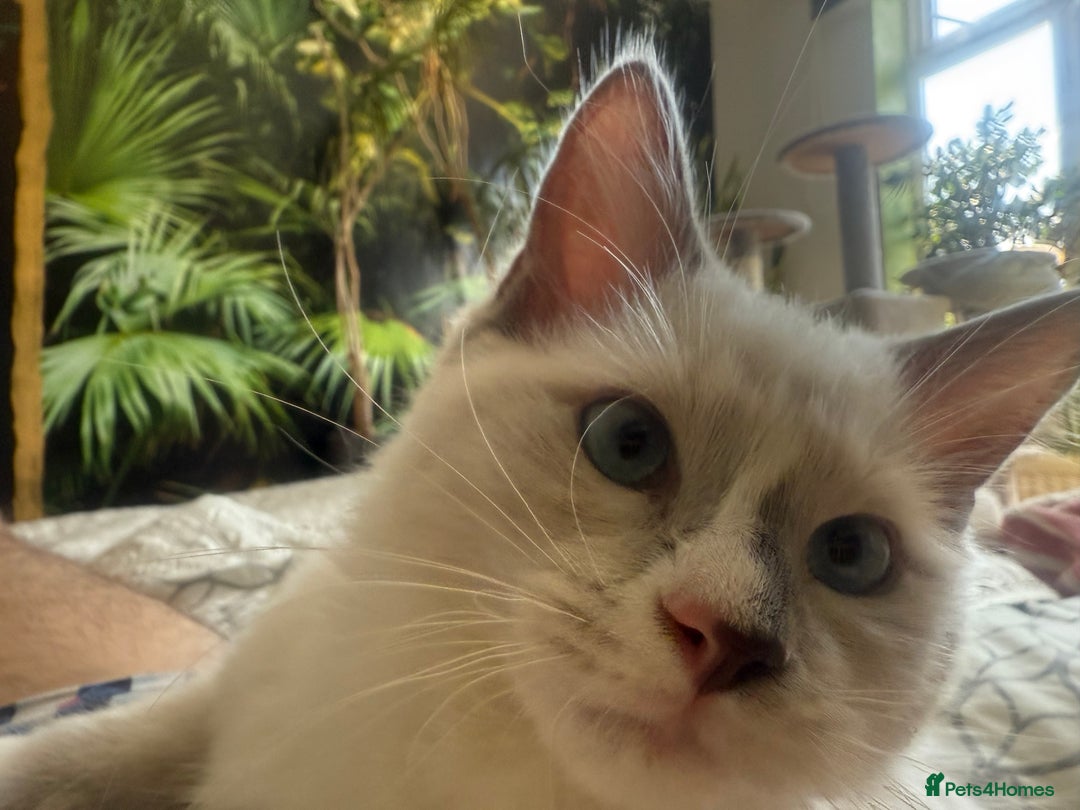 Ragdoll cats for sale: GORGEUS RAGDOLL KITTENS - 1 boy/1 girl left - Image 2