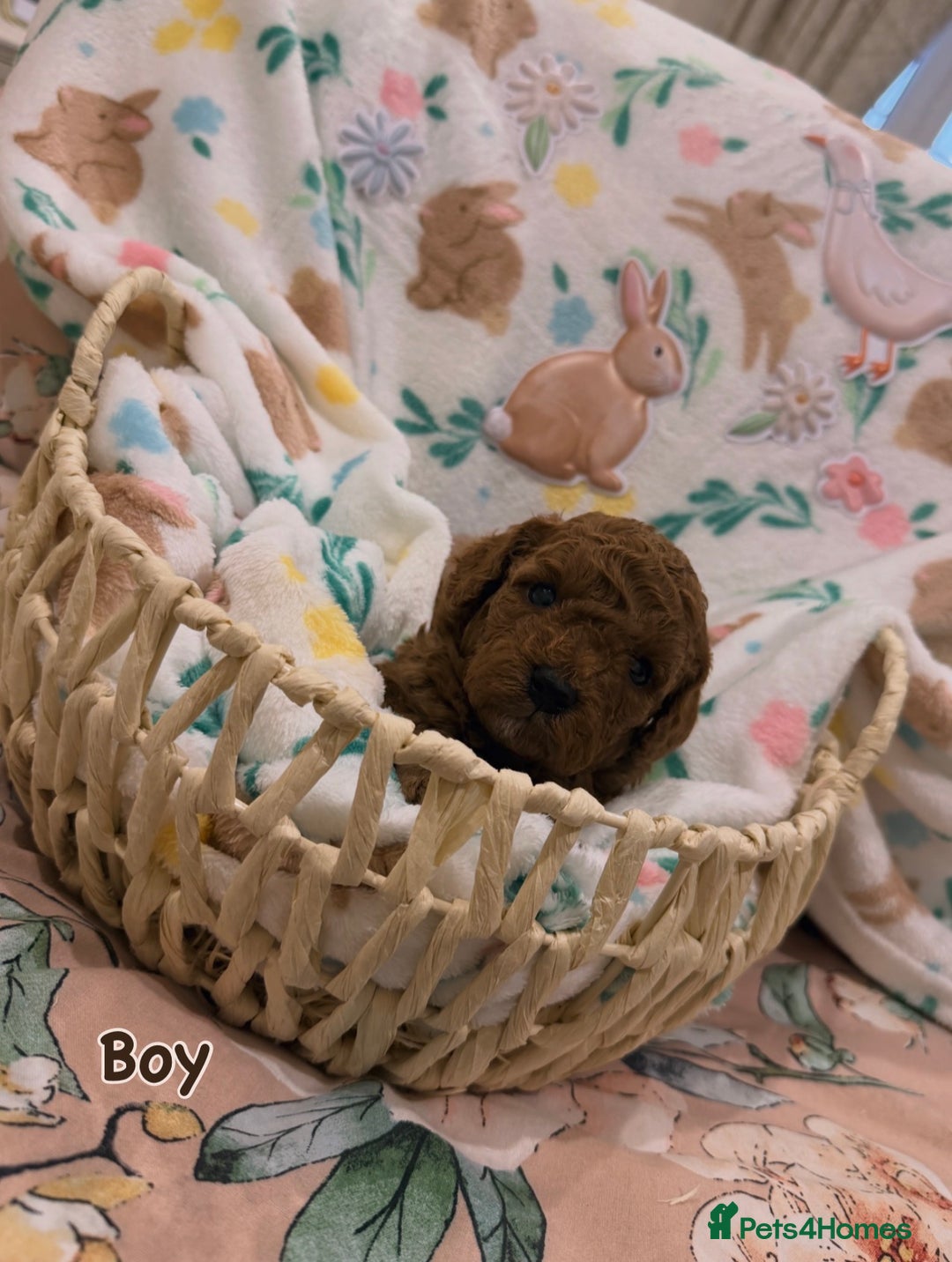 Cavapoo dogs for sale: Cavapoos 5 star licensed breeder - Advert 8