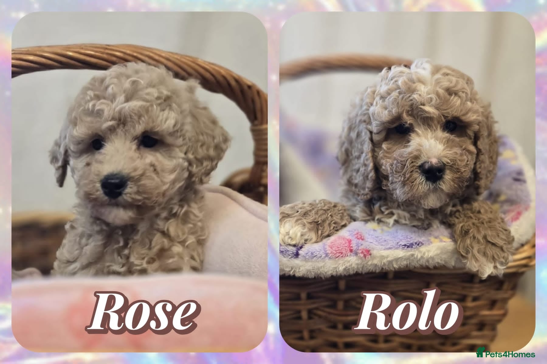 Cockapoo dogs Cockapoo puppies  - Advert 10