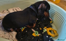 Dachshund dogs for sale: Dachshund puppies  - Image 7