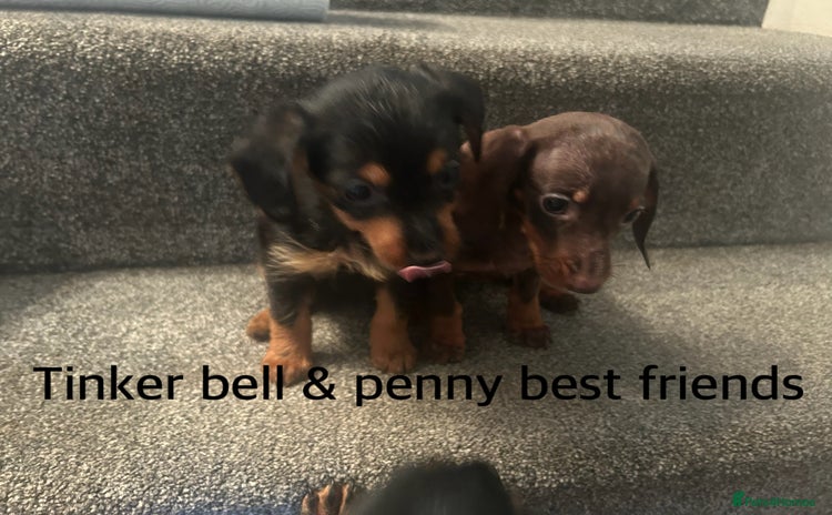 Miniature Dachshund dogs - Advert 1