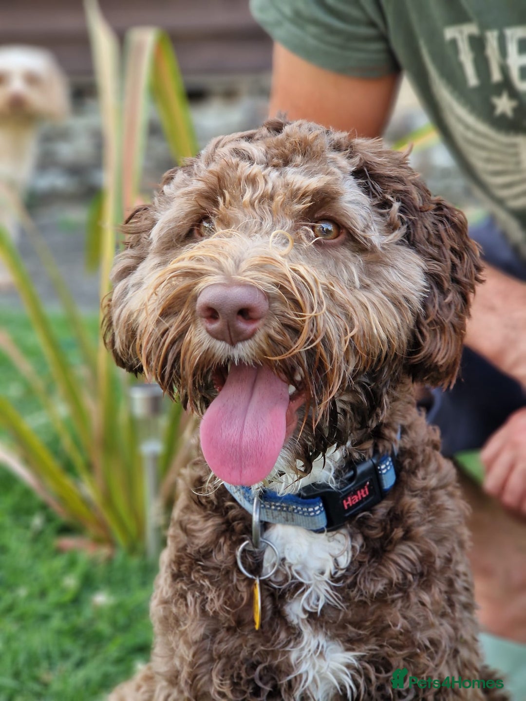 Labradoodle dogs for stud: Charming Aussie Labradoodle-Fully Clear Genetics - Image 1