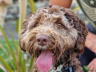 Labradoodle dogs ✨DNA Clear Australian Labradoodle ✨ - Advert 2