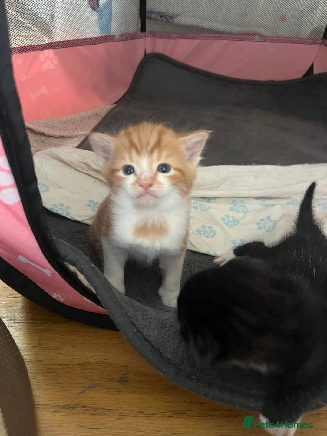 Scottish Fold cats for sale: Beautiful Scottish Fold Kittens  - Image 9