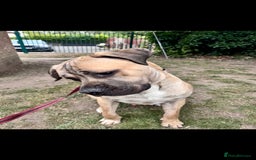 Cane Corso dogs for sale: Cane Corso Male – Born 3rd October 2024 - Image 2