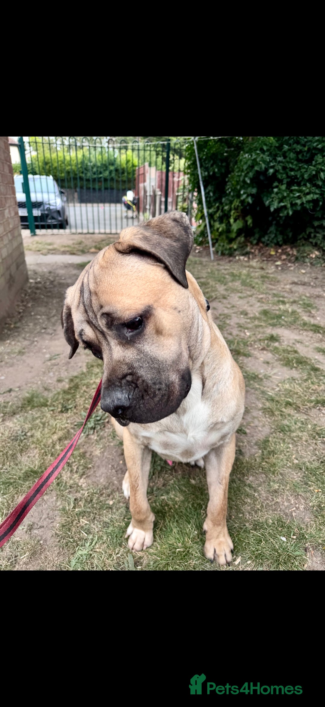 Cane Corso dogs for sale: Cane Corso Male – Born 3rd October 2024 - Image 2
