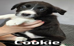 Border Collie dogs for sale: Purebred Border Collie Puppies Tri Intelligent - Image 4