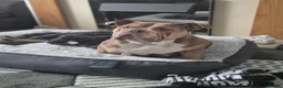English Bulldog dogs for sale: English Bulldog 2 year old female spayed KC Reg - Advert 7