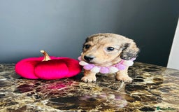 Miniature Dachshund dogs for sale: Cream Litter 5 Star Breeder ⭐️⭐️⭐️⭐️⭐️  - Image 35