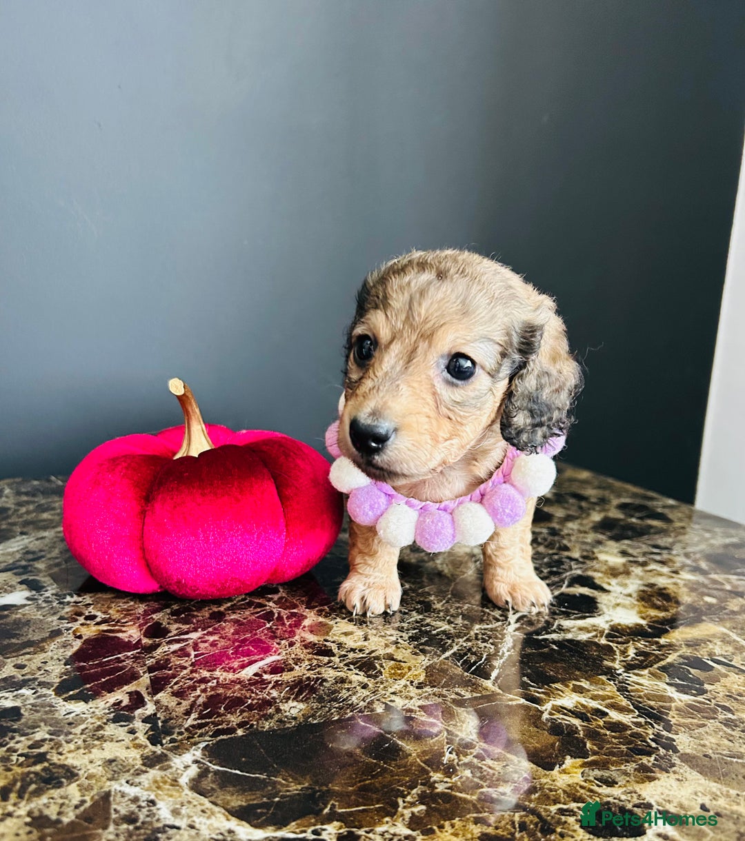 Miniature Dachshund dogs for sale: Cream Litter 5 Star Breeder ⭐️⭐️⭐️⭐️⭐️  - Image 35