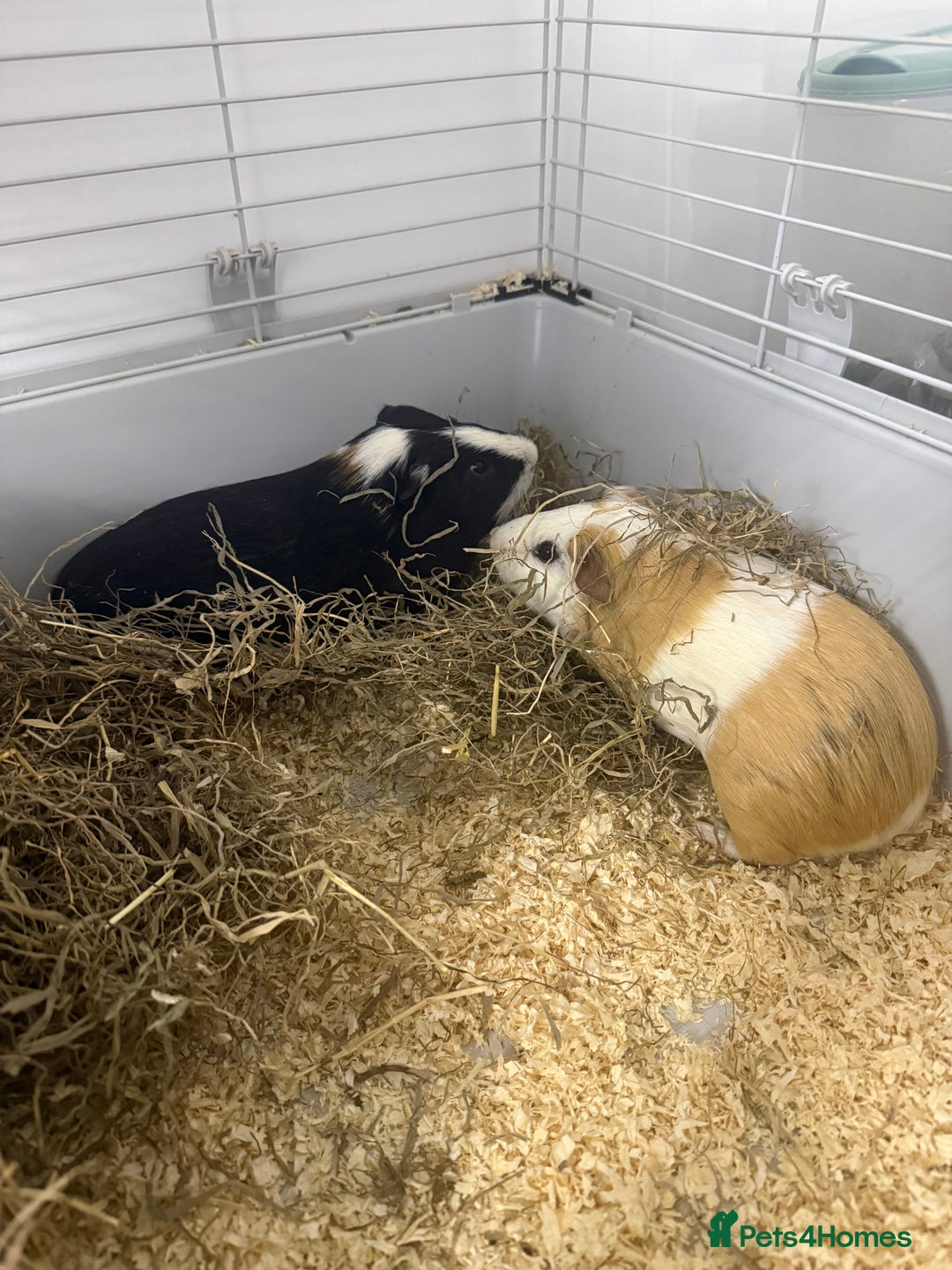Guinea Pig rodents for sale: <1yo 2 Bonded Male Guinea Pig Boars with cage etc - Advert 1
