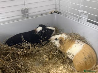 Guinea Pig rodents <1yo 2 Bonded Male Guinea Pig Boars with cage etc - Advert 3