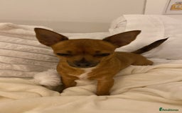 Chihuahua dogs for sale: Absolutely Stunning Little Chihuahua Puppies - Image 14