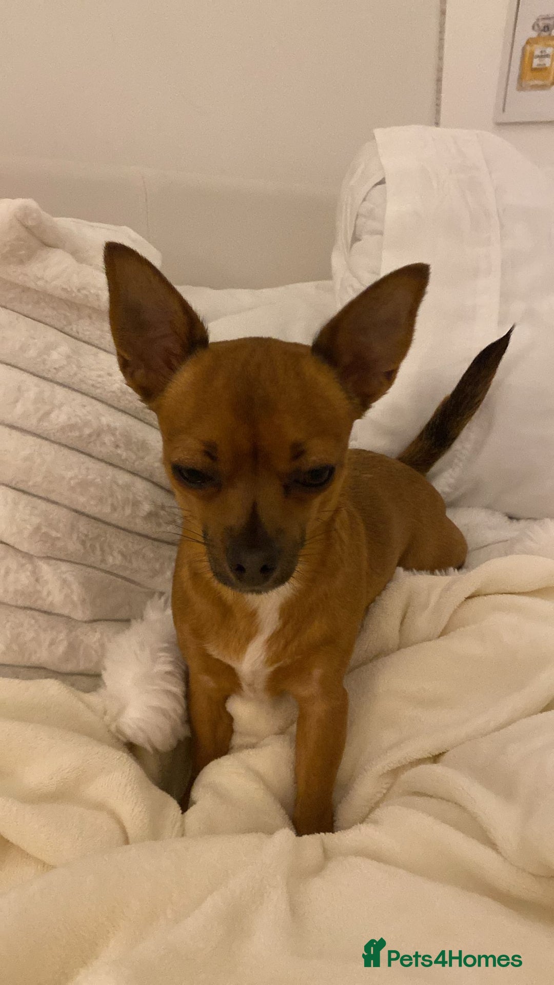 Chihuahua dogs for sale: Absolutely Stunning Little Chihuahua Puppies - Image 14