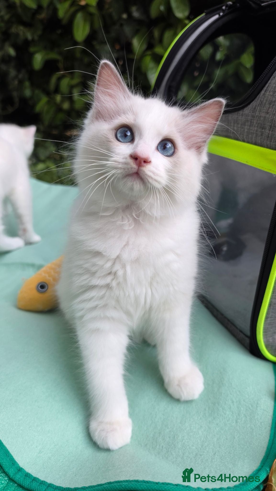 Ragdoll cats 🐾 2 Beautiful Blue Bi-Colour Ragdoll Kittens 🐾 - Advert 1