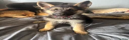 German Shepherd dogs for sale: German shepherd  - Advert 20