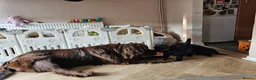 Newfoundland dogs for sale: Beautiful Newfoundland puppies  - Advert 8