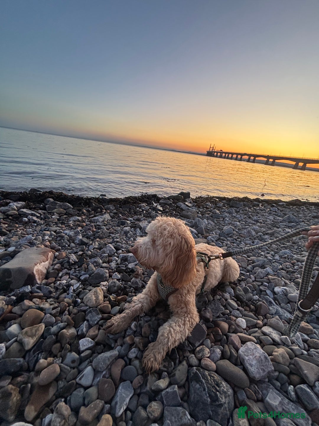 Cockapoo dogs for sale: Willow 16 month old cockapoo - Advert 2