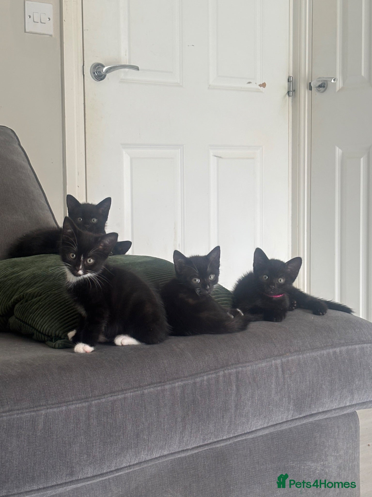 Mixed Breed cats 8 happy healthy kittens🐱🐱 - Advert 6