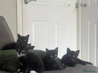 Mixed Breed cats 8 happy healthy kittens🐱🐱 - Advert 4