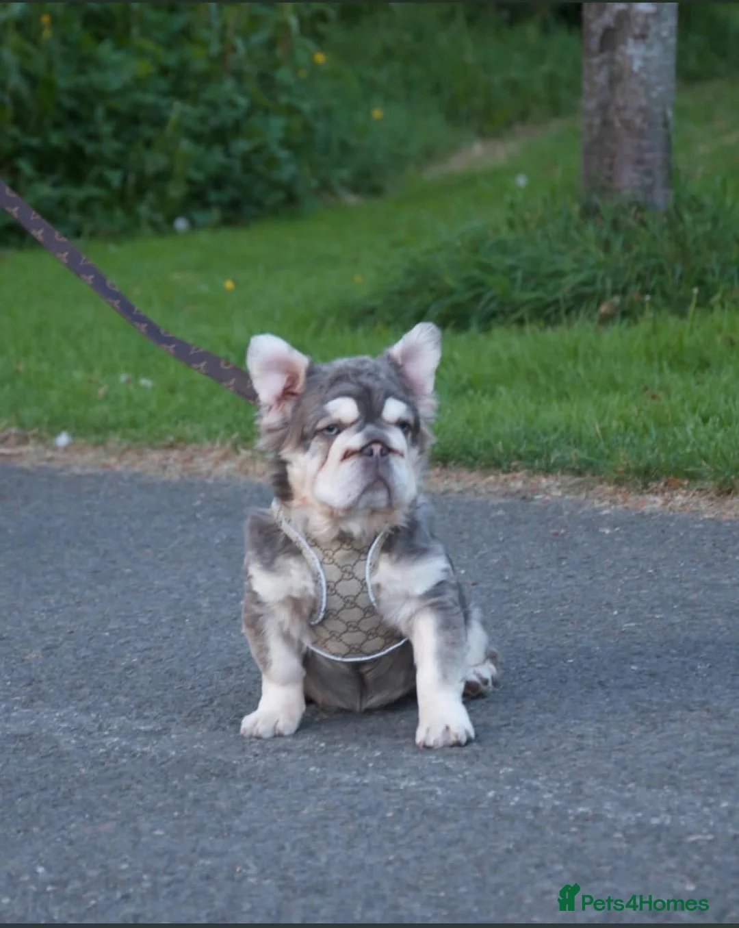 French Bulldog dogs for stud: Lilac tan fluffy EA  **  french bulldog STUD - Advert 1